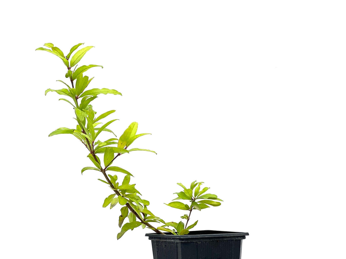 Punica Granatum Nejikan