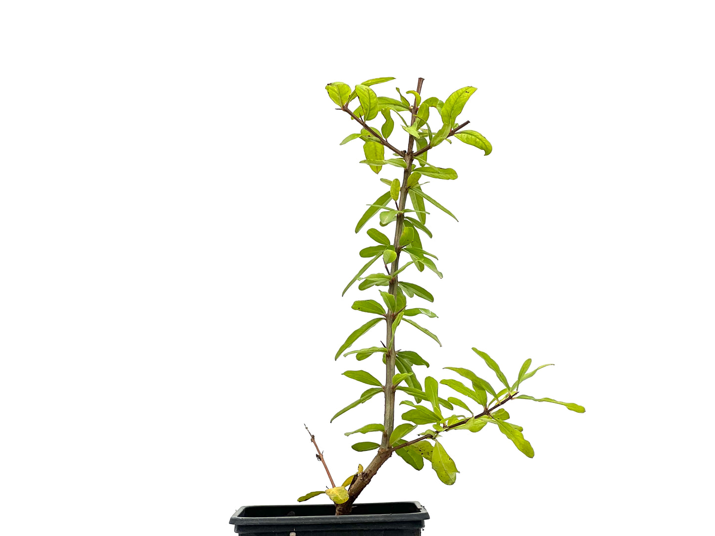 Punica Granatum Nejikan