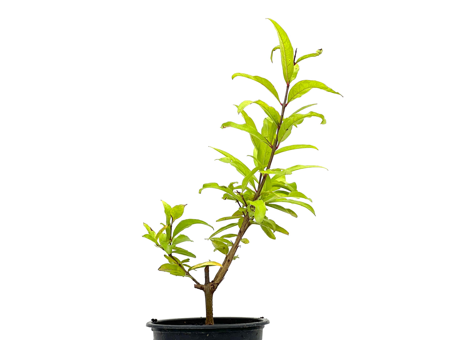 Punica Granatum Nejikan