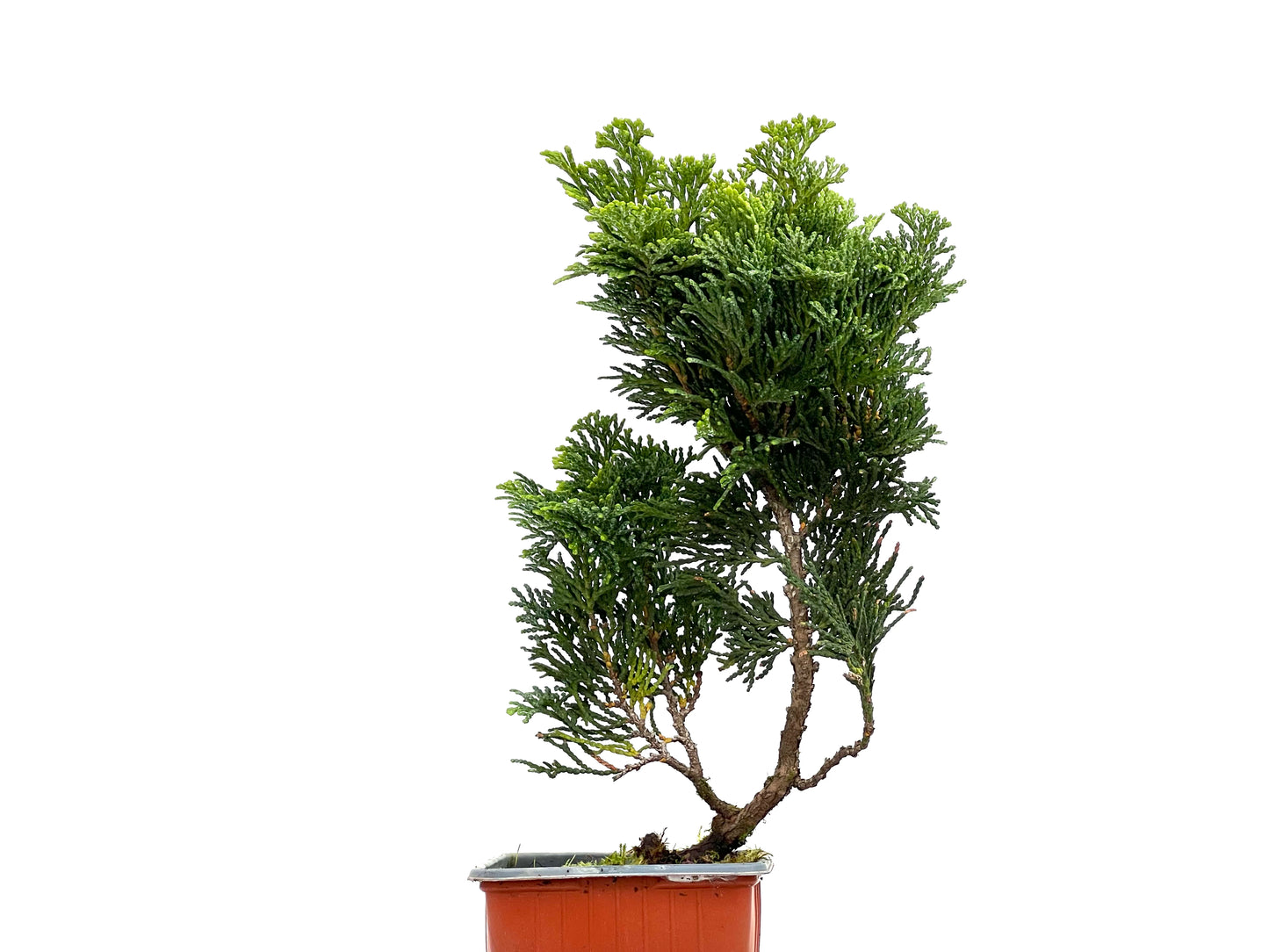 Chamaecyparis Obtusa Nana