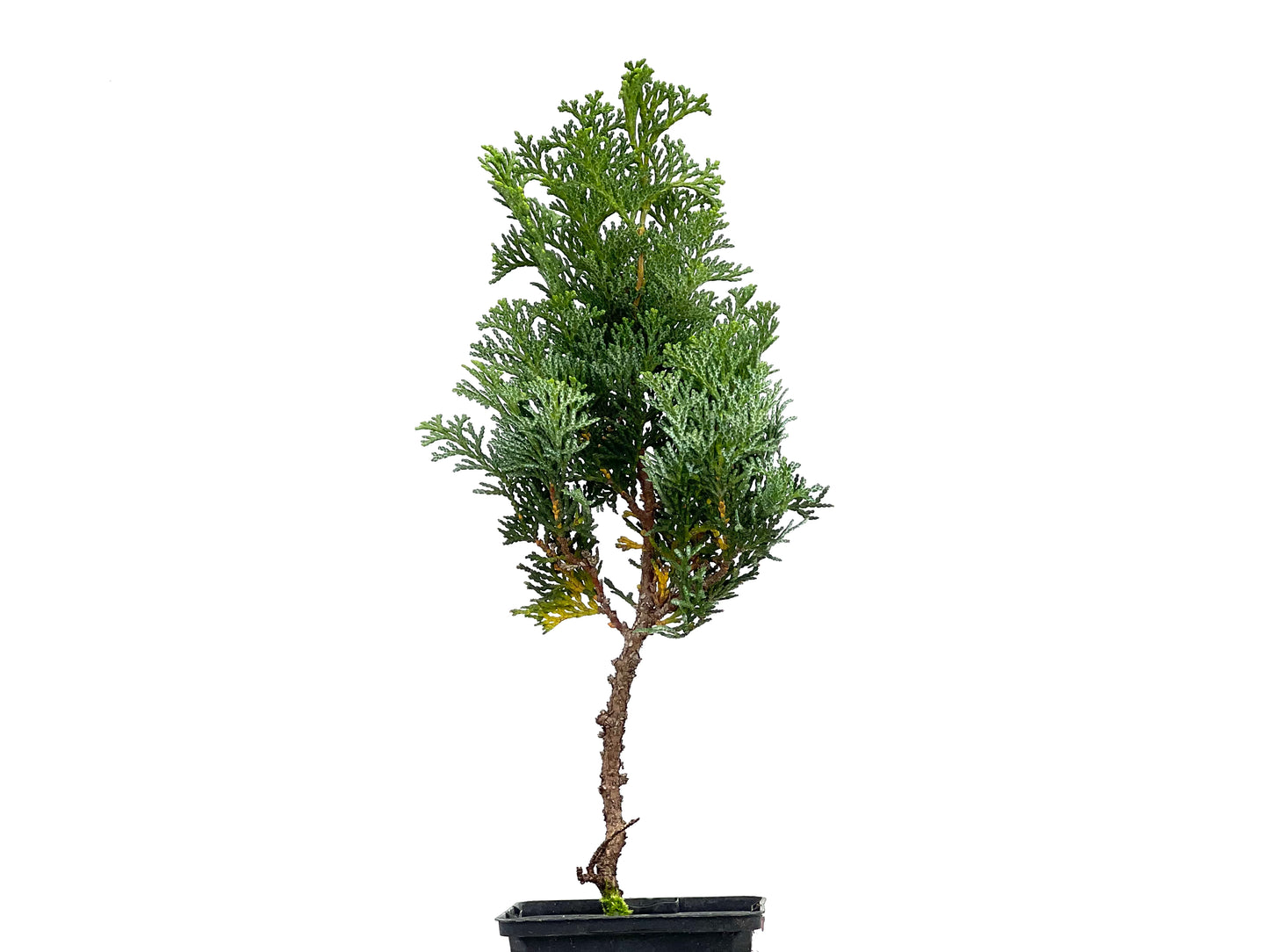 Chamaecyparis Obtusa Nana