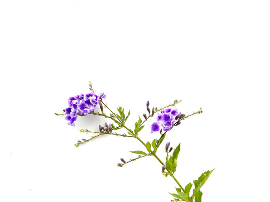Duranta