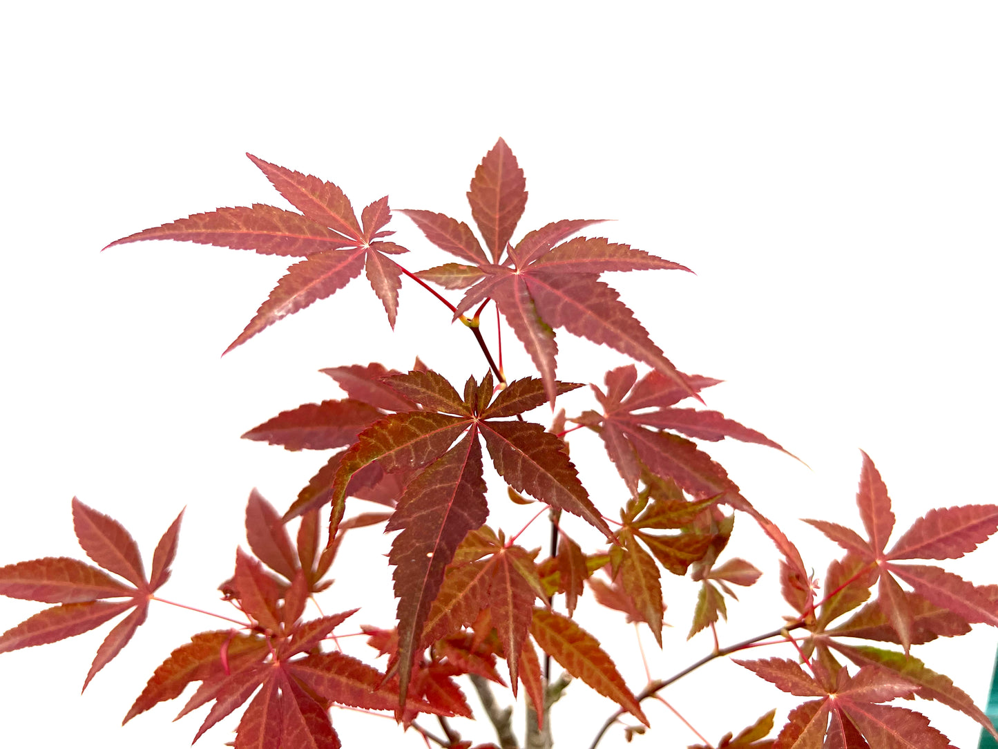 Arce Palmatum Atropurpureum