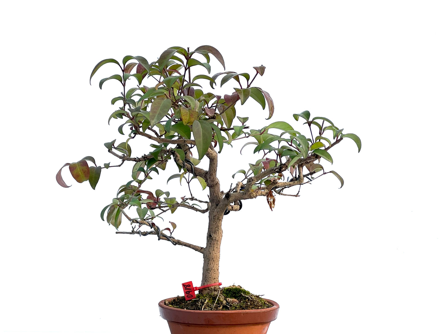 Ligustrum 0918