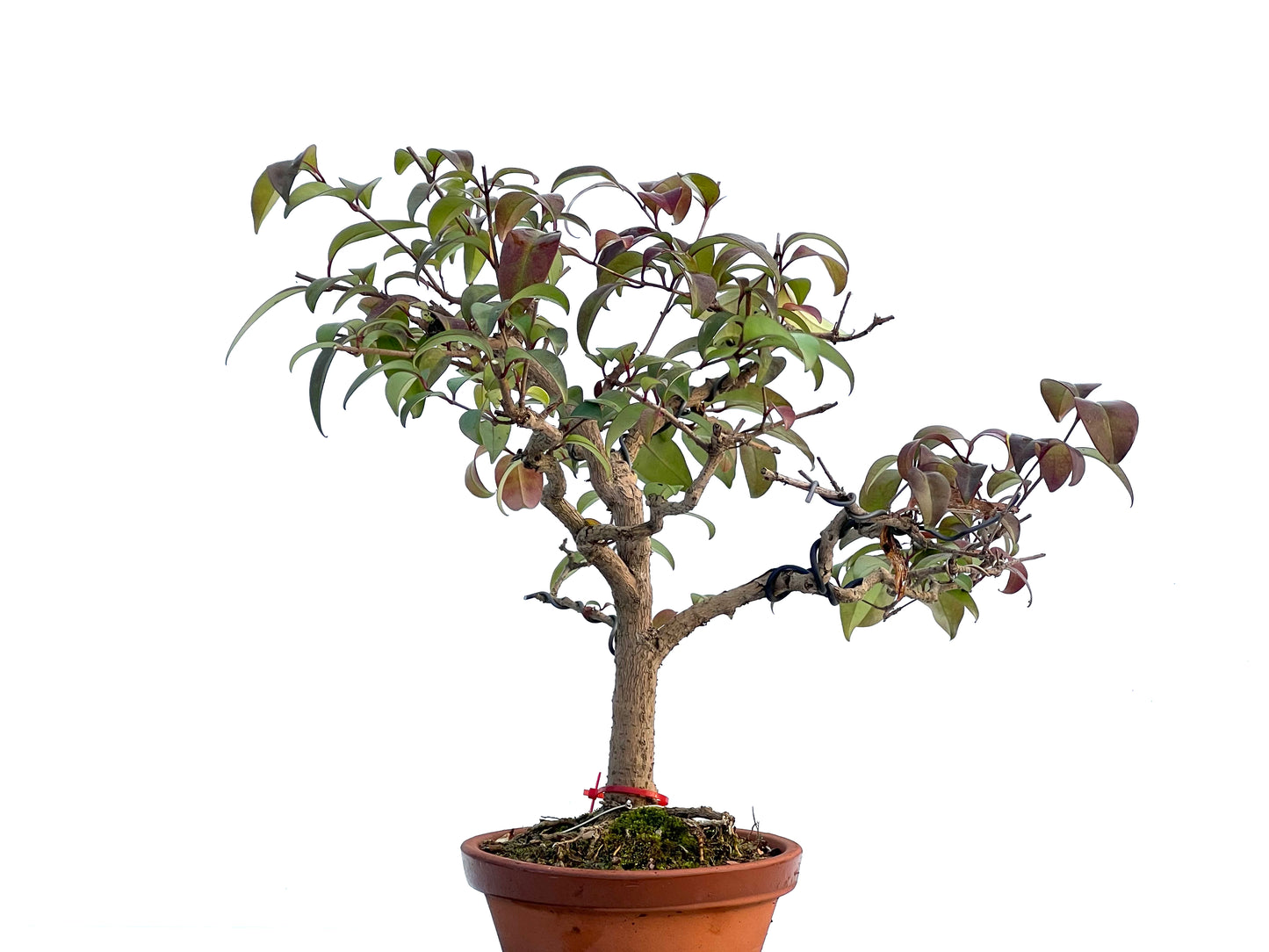 Ligustrum 0918