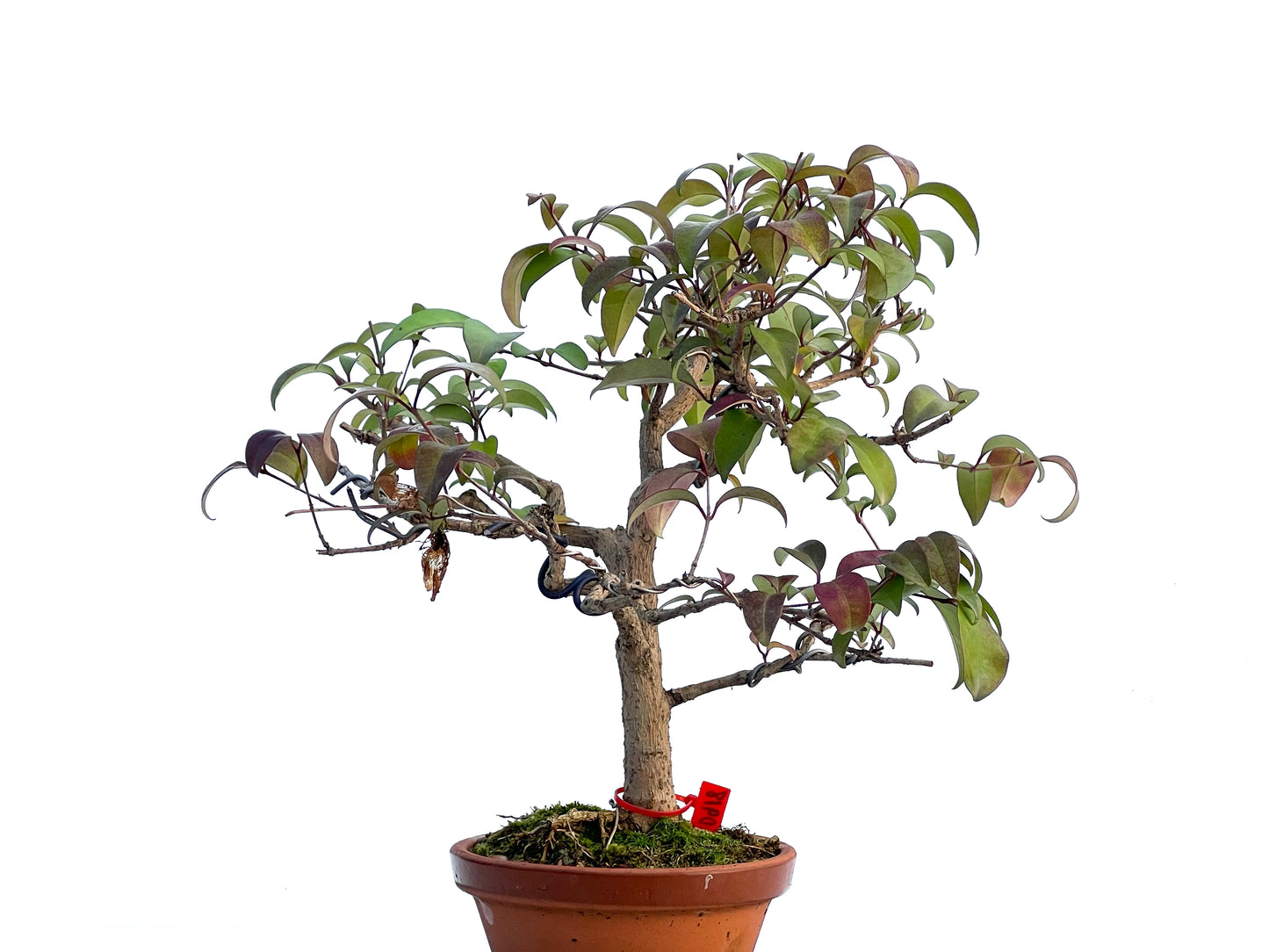 Ligustrum 0918