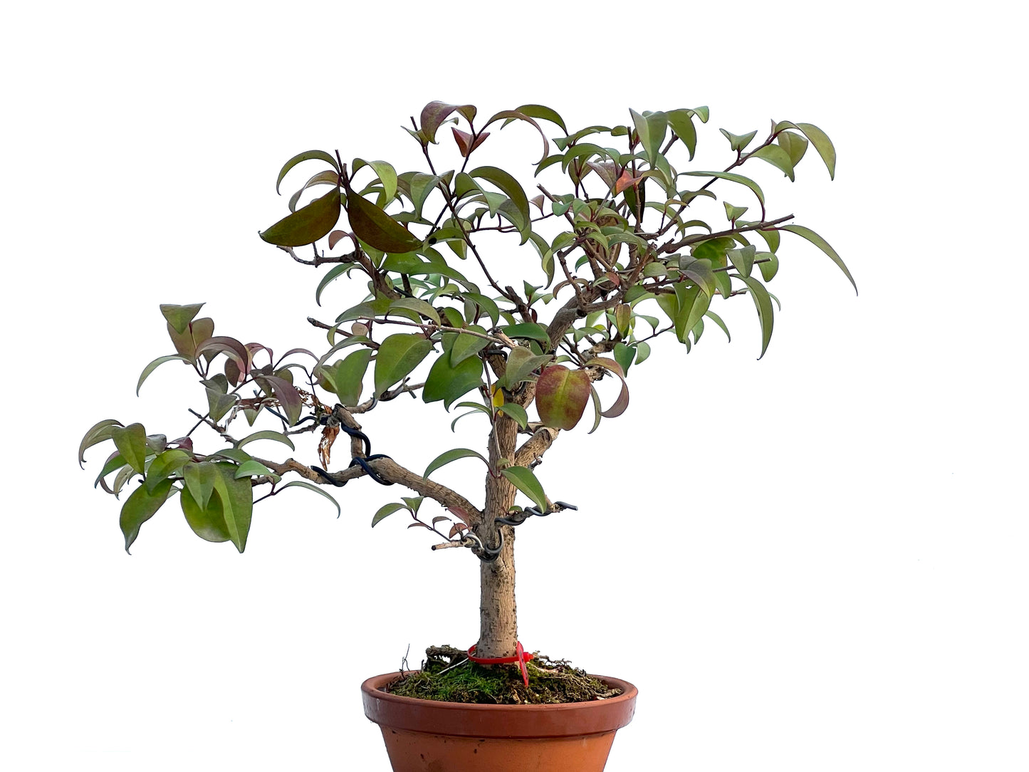 Ligustrum 0918
