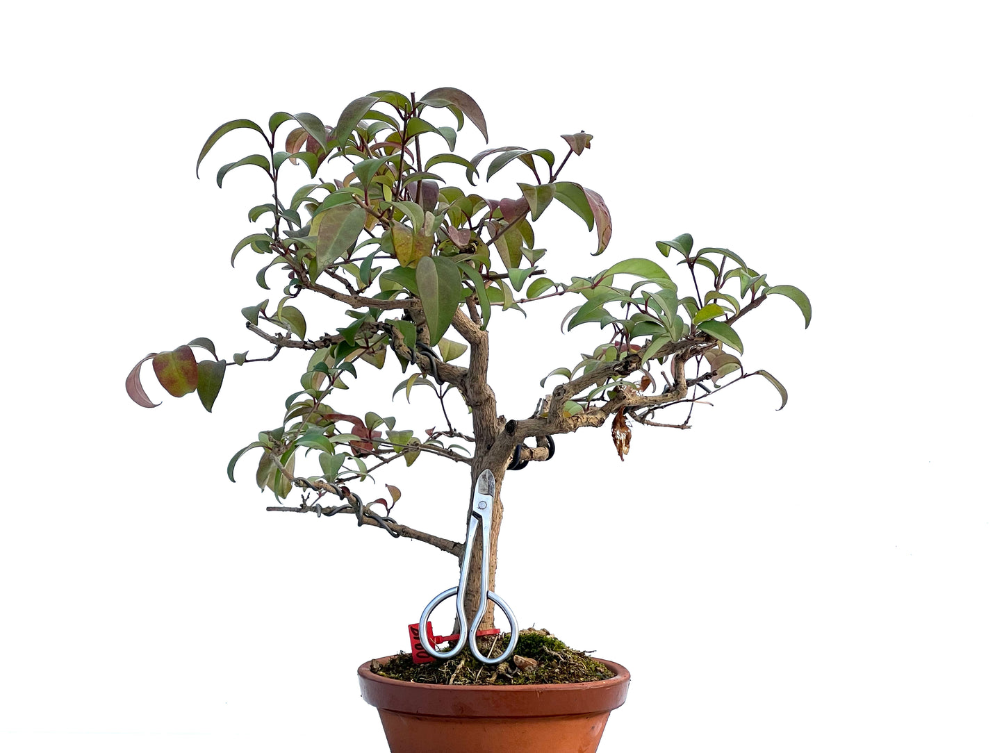 Ligustrum 0918