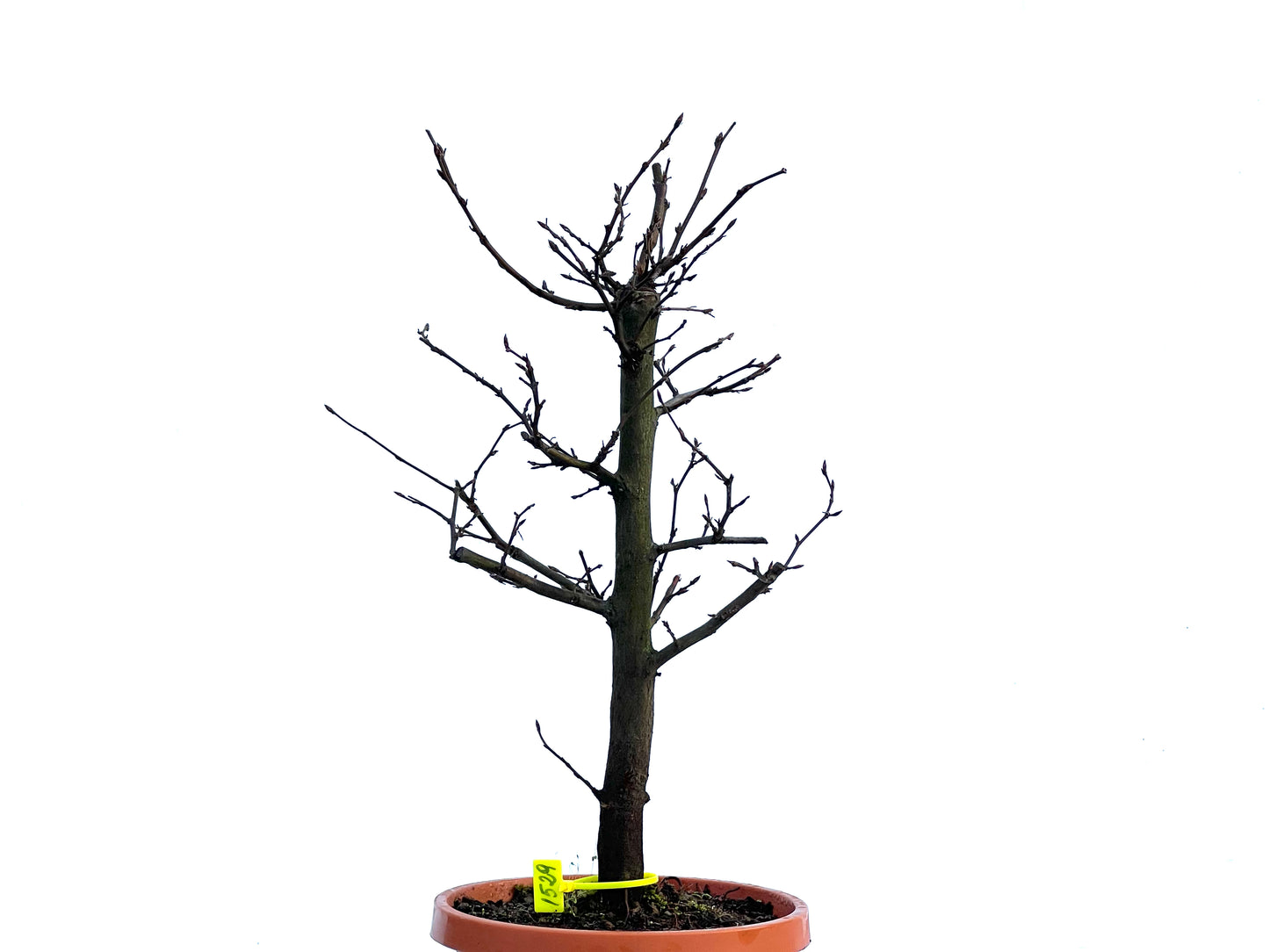 Carpinus Betulus 1529