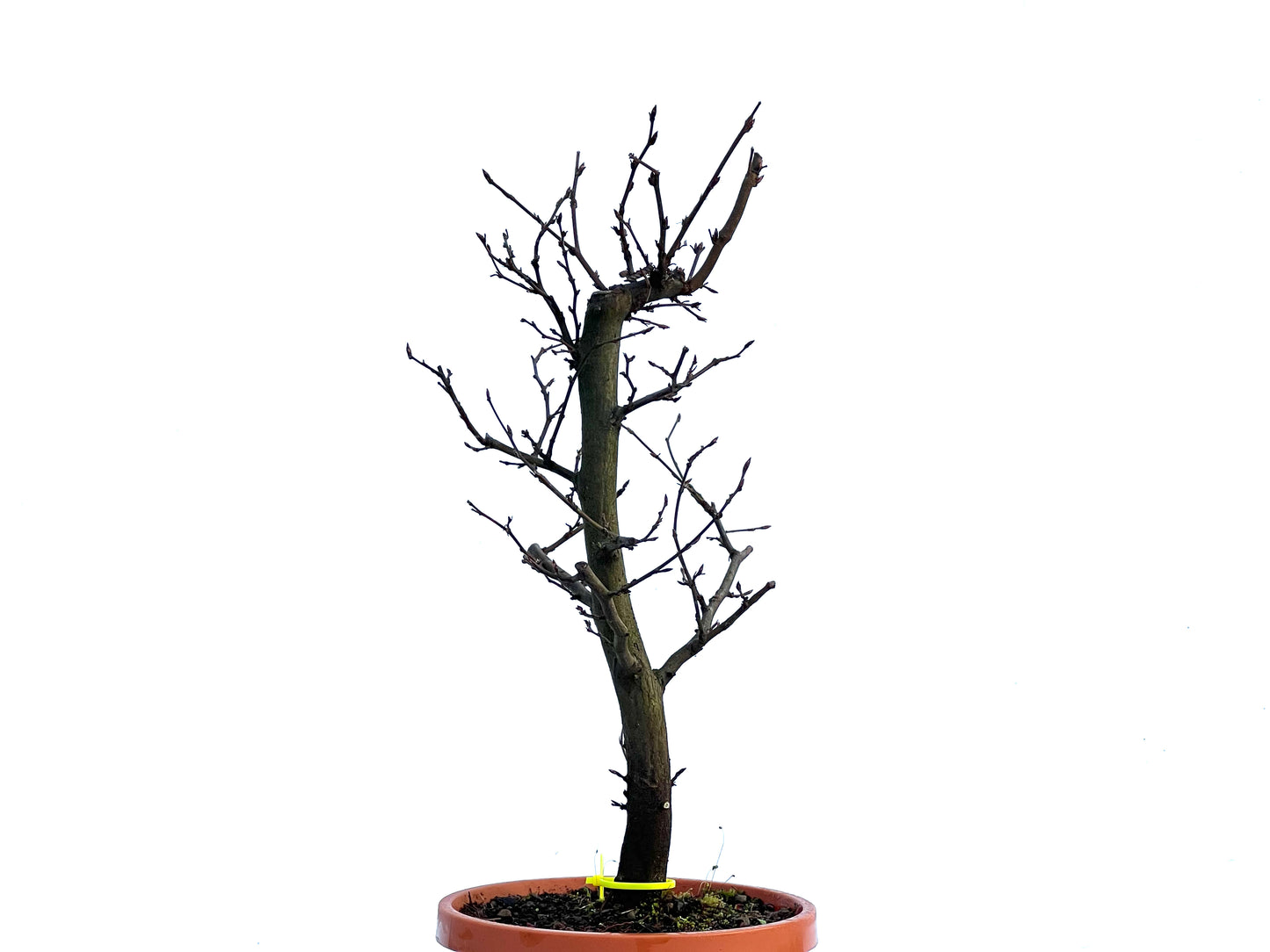 Carpinus Betulus 1529