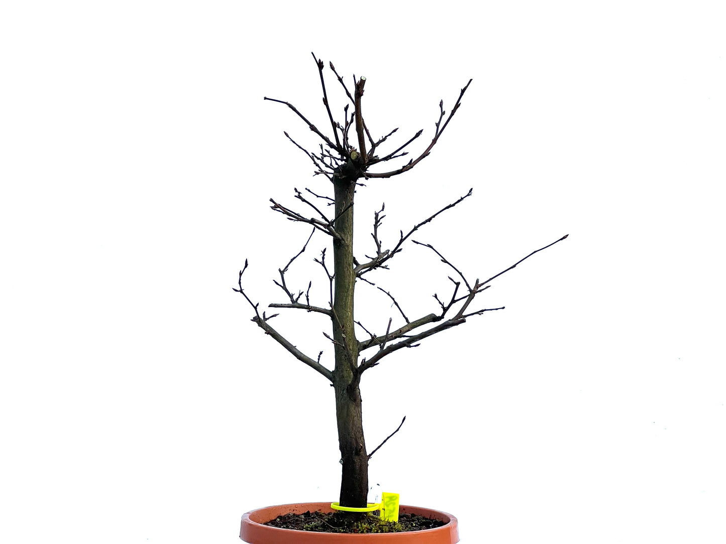 Carpinus Betulus 1529