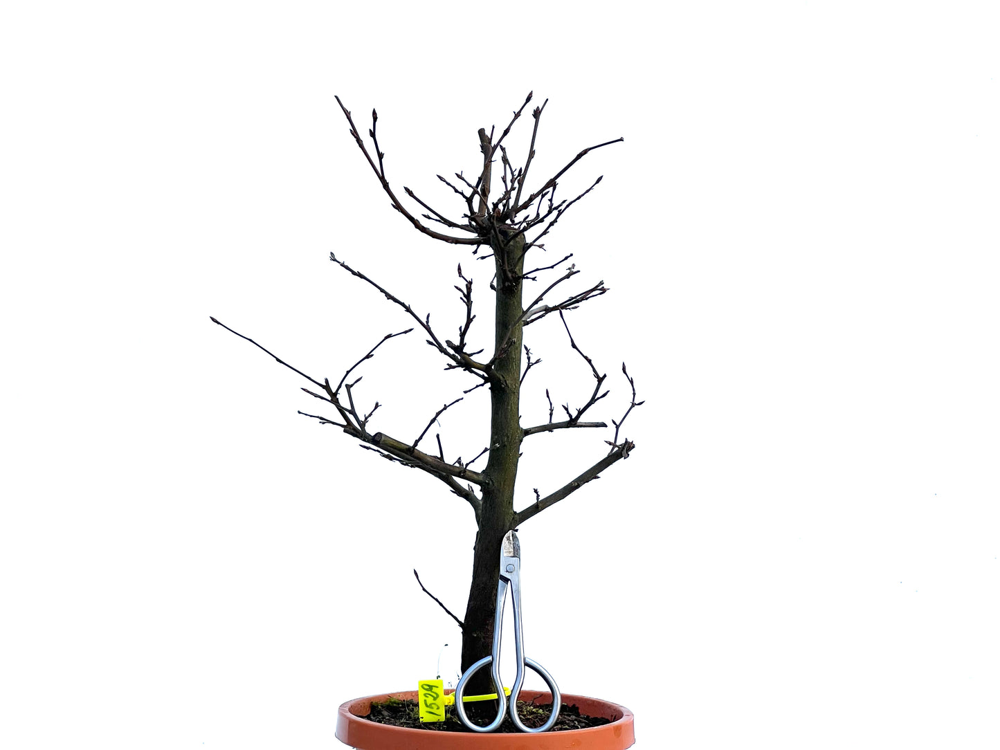 Carpinus Betulus 1529