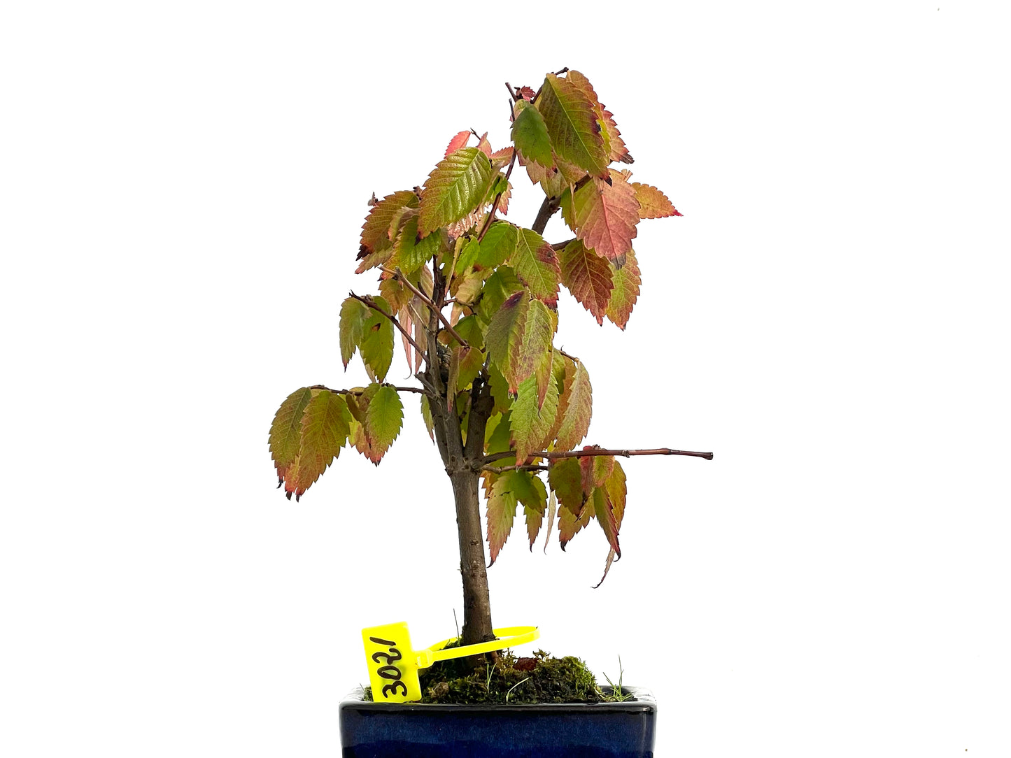 Zelkova Serrata 3021