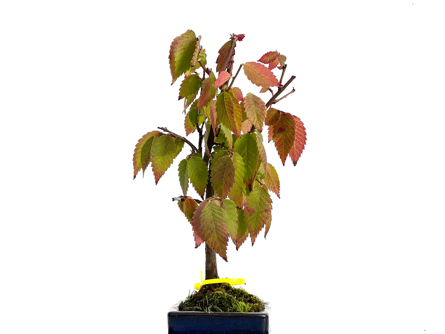 Zelkova Serrata 3021