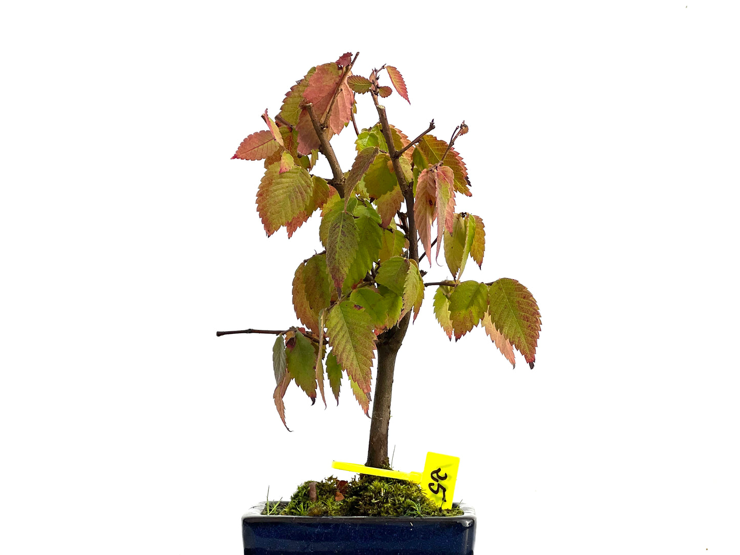 Zelkova Serrata 3021