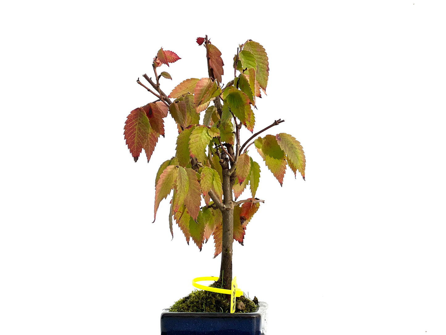 Zelkova Serrata 3021