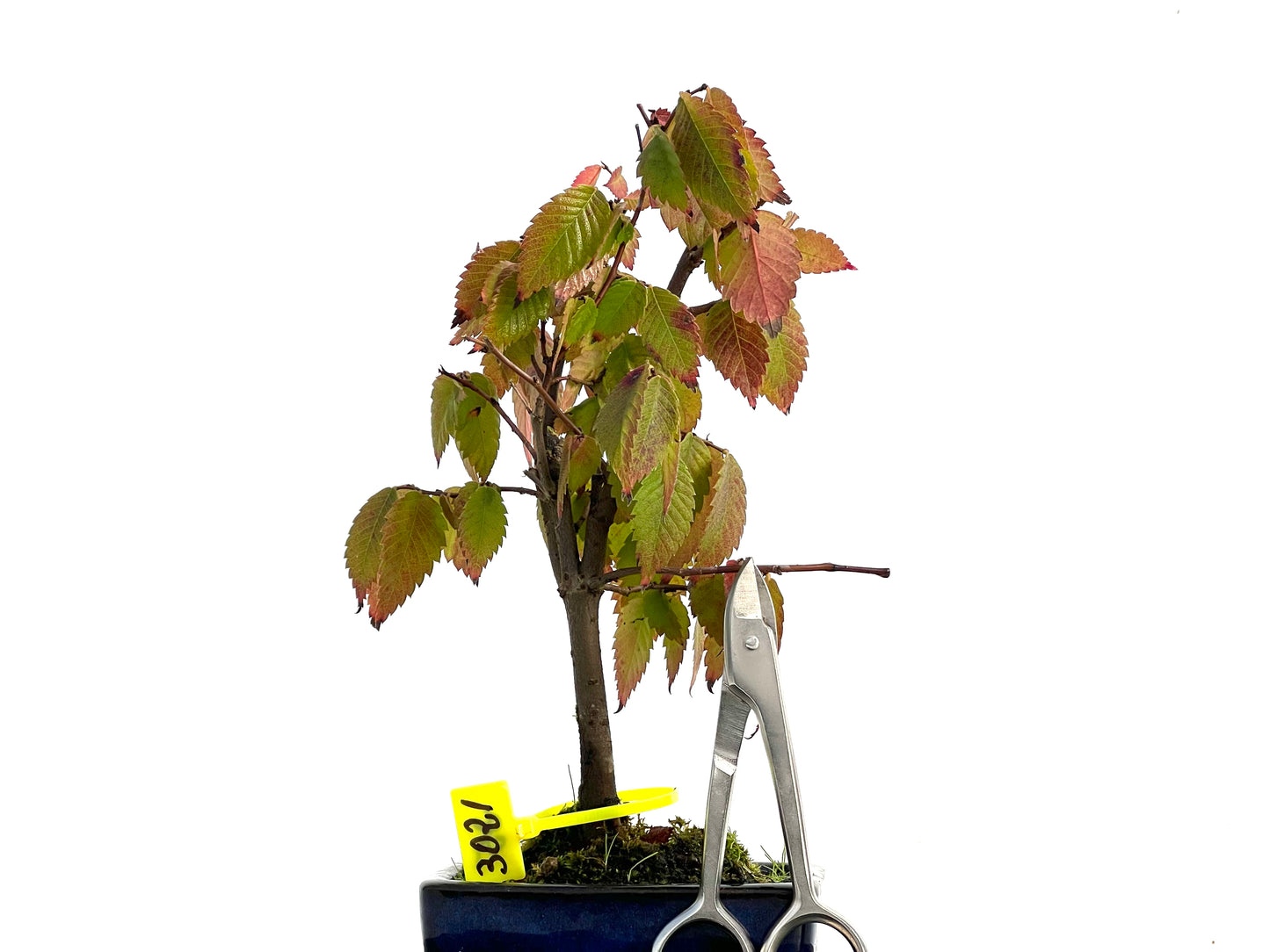 Zelkova Serrata 3021