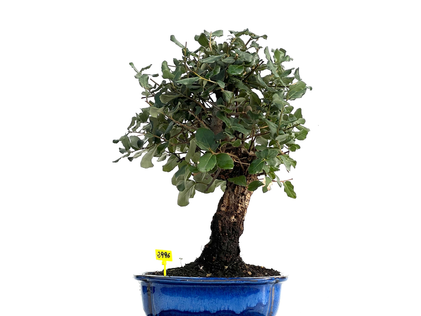 Quercus Suber 2996