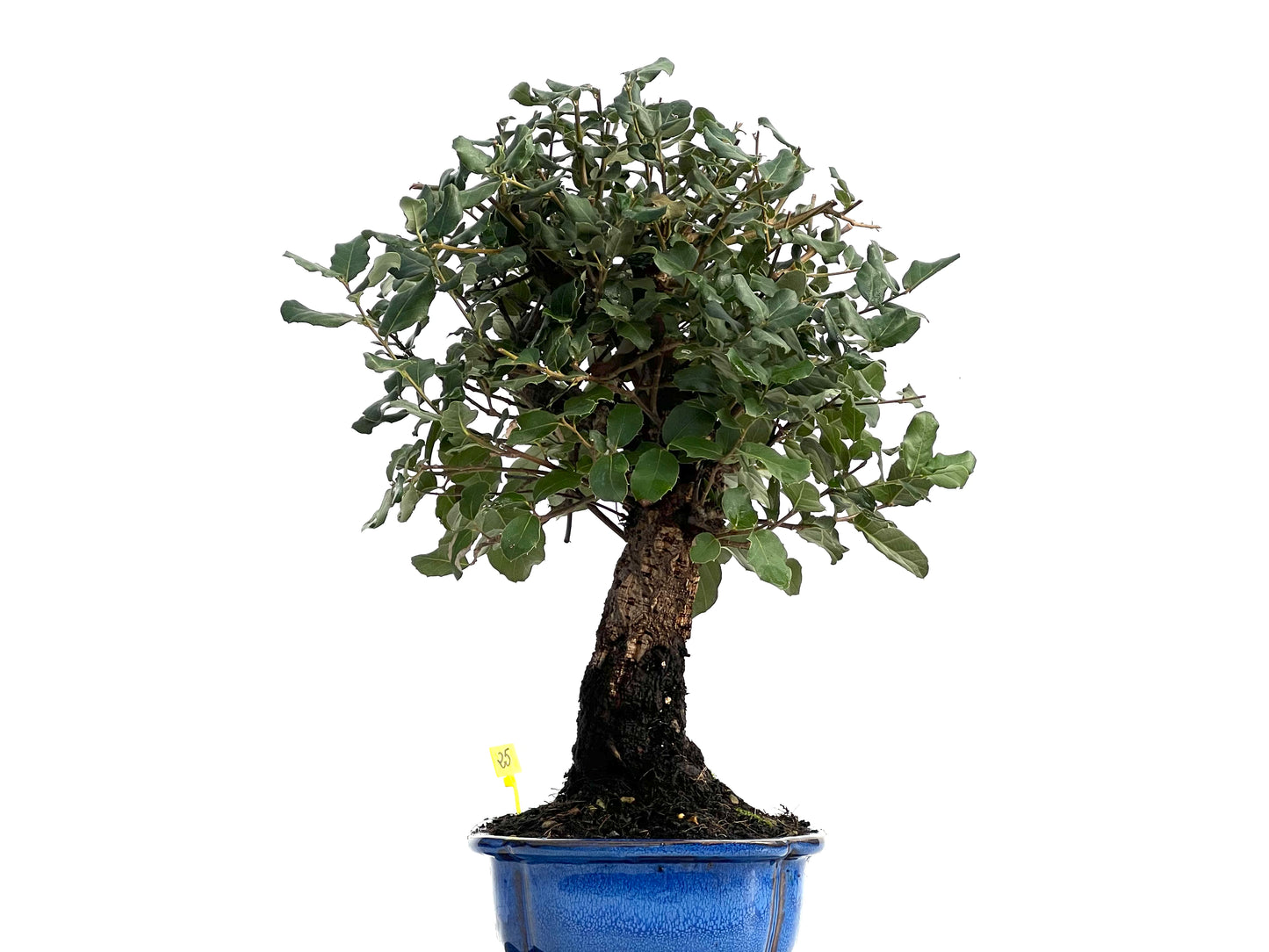 Quercus Suber 2996