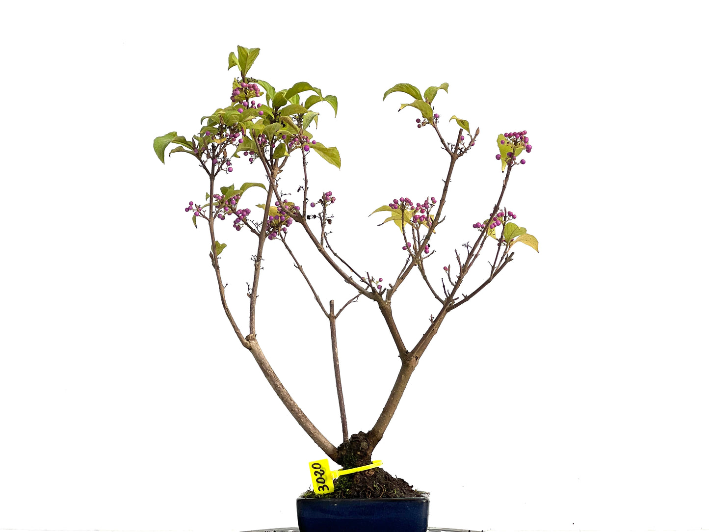 Callicarpa Japonica 3020