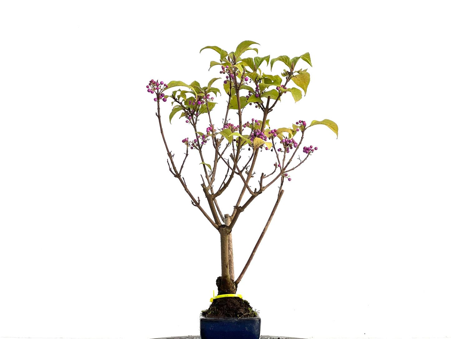 Callicarpa Japonica 3020