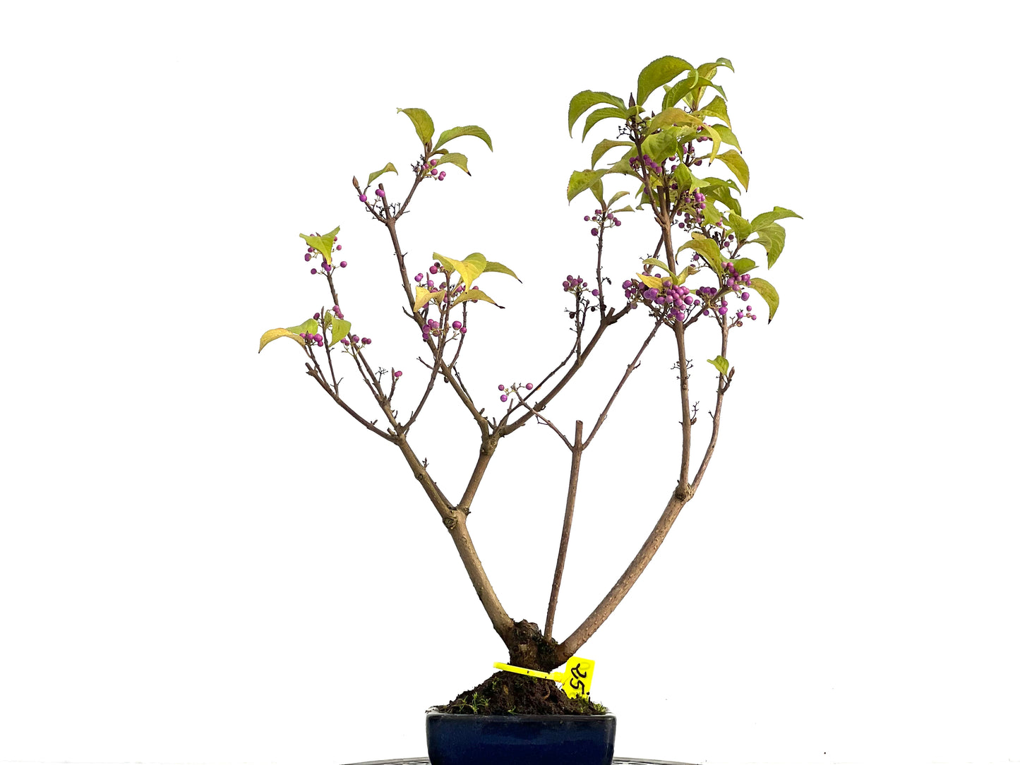 Callicarpa Japonica 3020