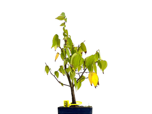 Zelkova Serrata 3023