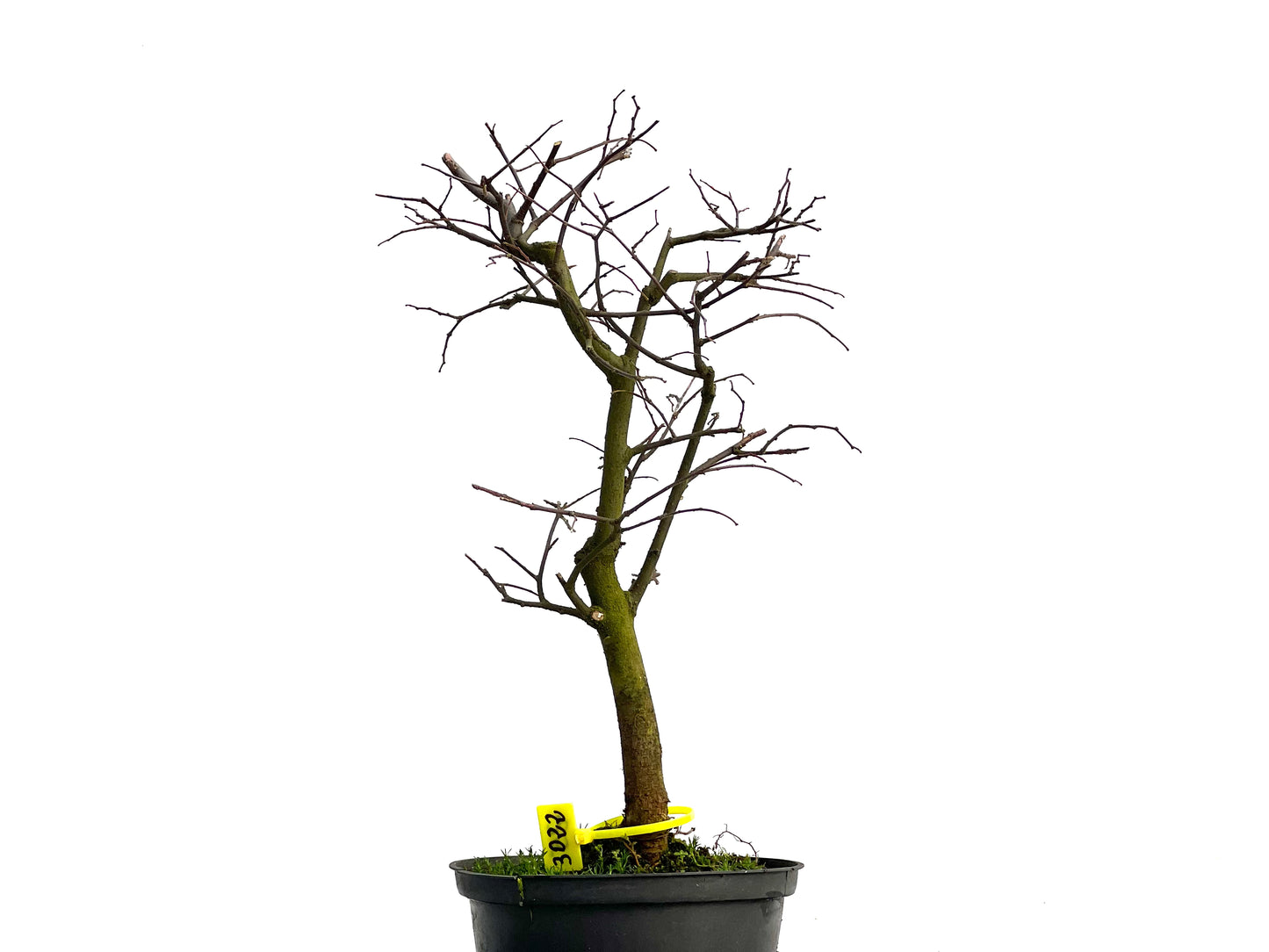 Celtis Australis 3022