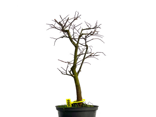 Celtis Australis 3022