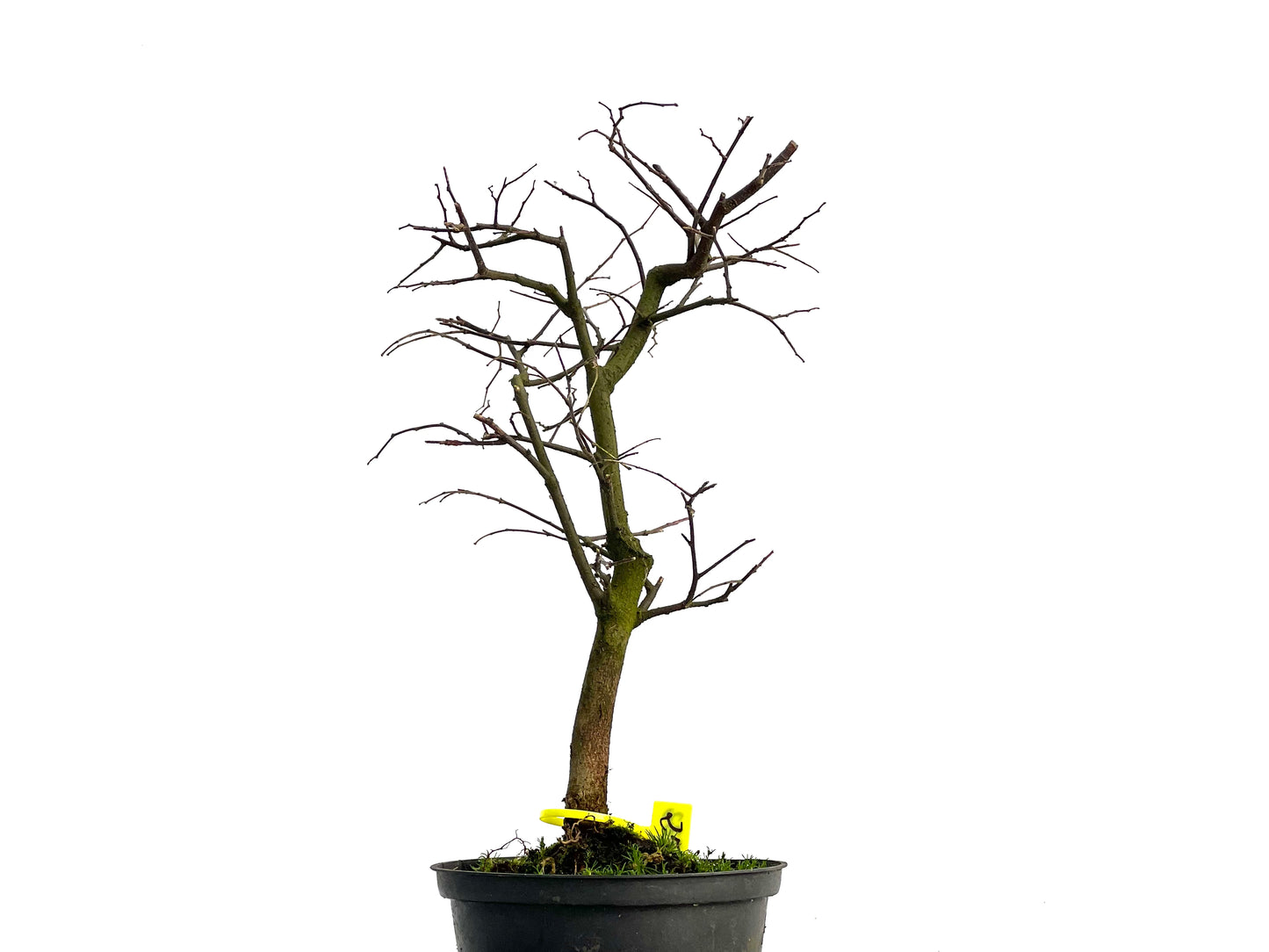 Celtis Australis 3022