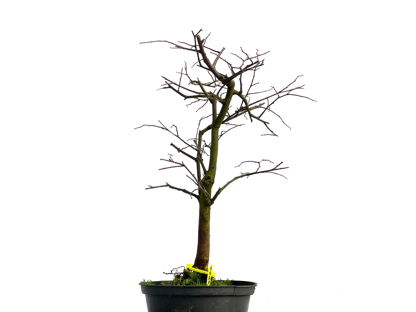 Celtis Australis 3022