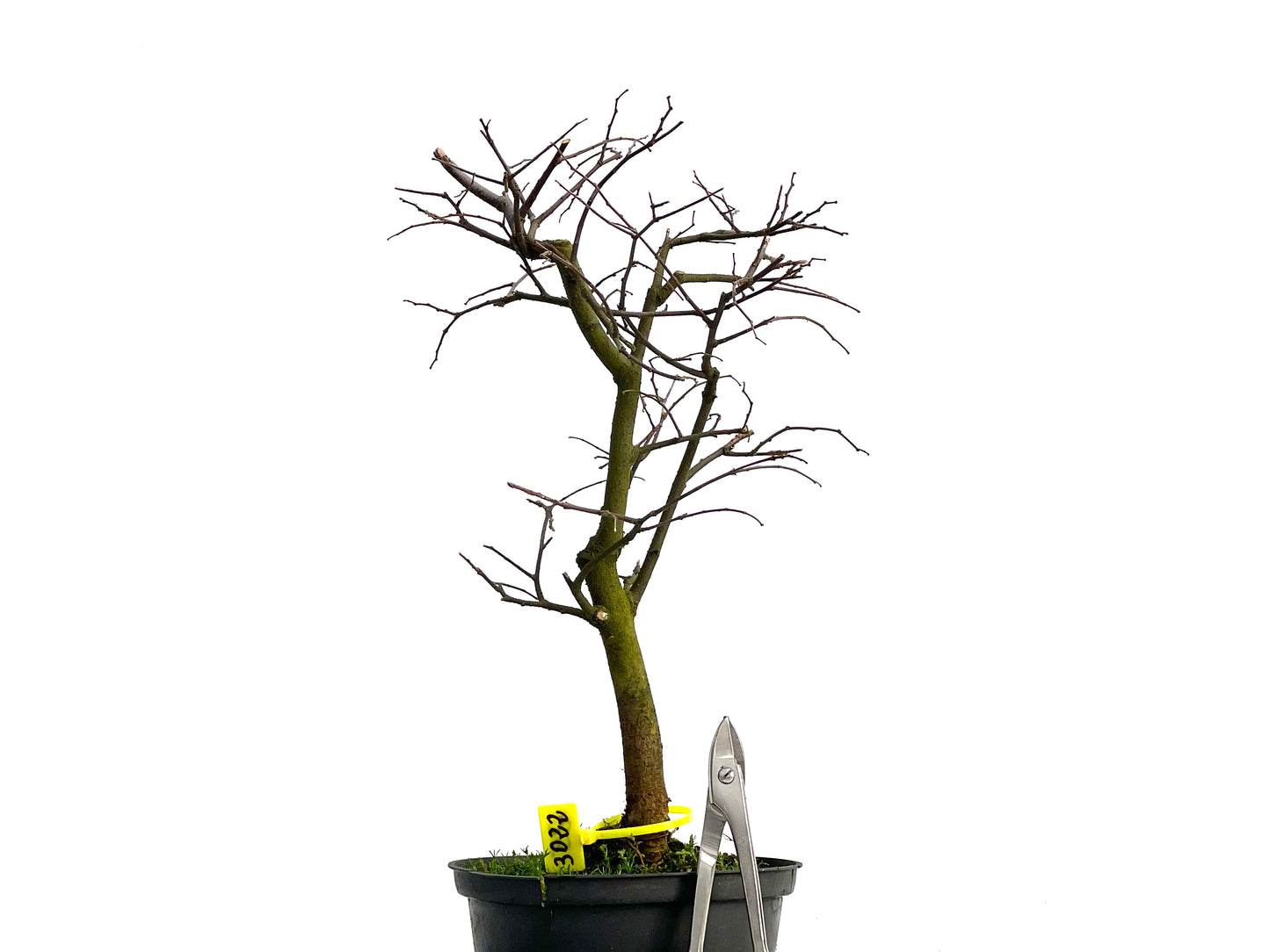 Celtis Australis 3022