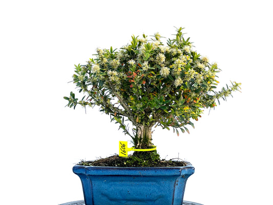 Buxus Harlandii 1606