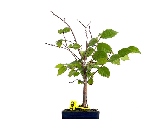 Zelkova Serrata 3027