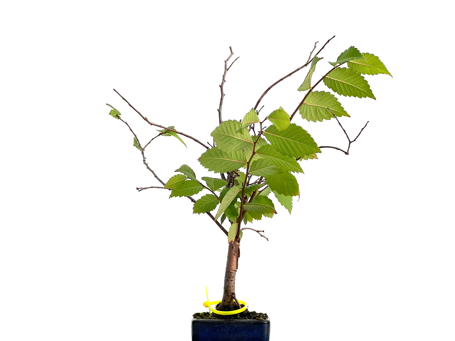 Zelkova Serrata 3027