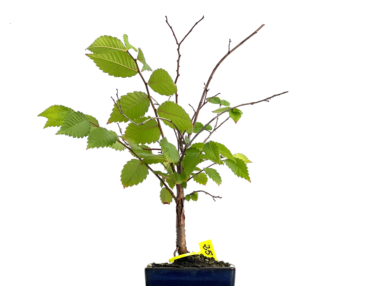 Zelkova Serrata 3027