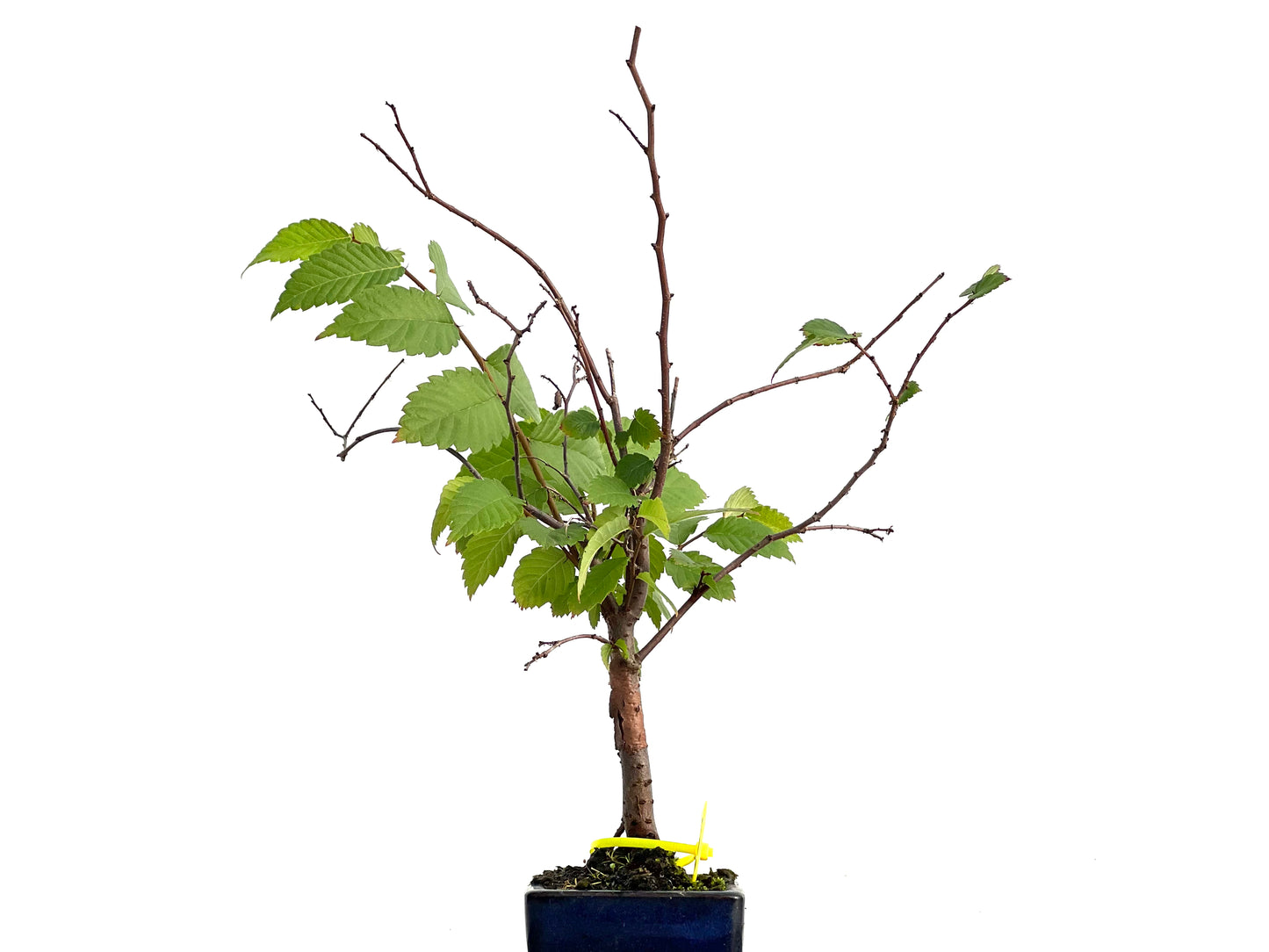 Zelkova Serrata 3027