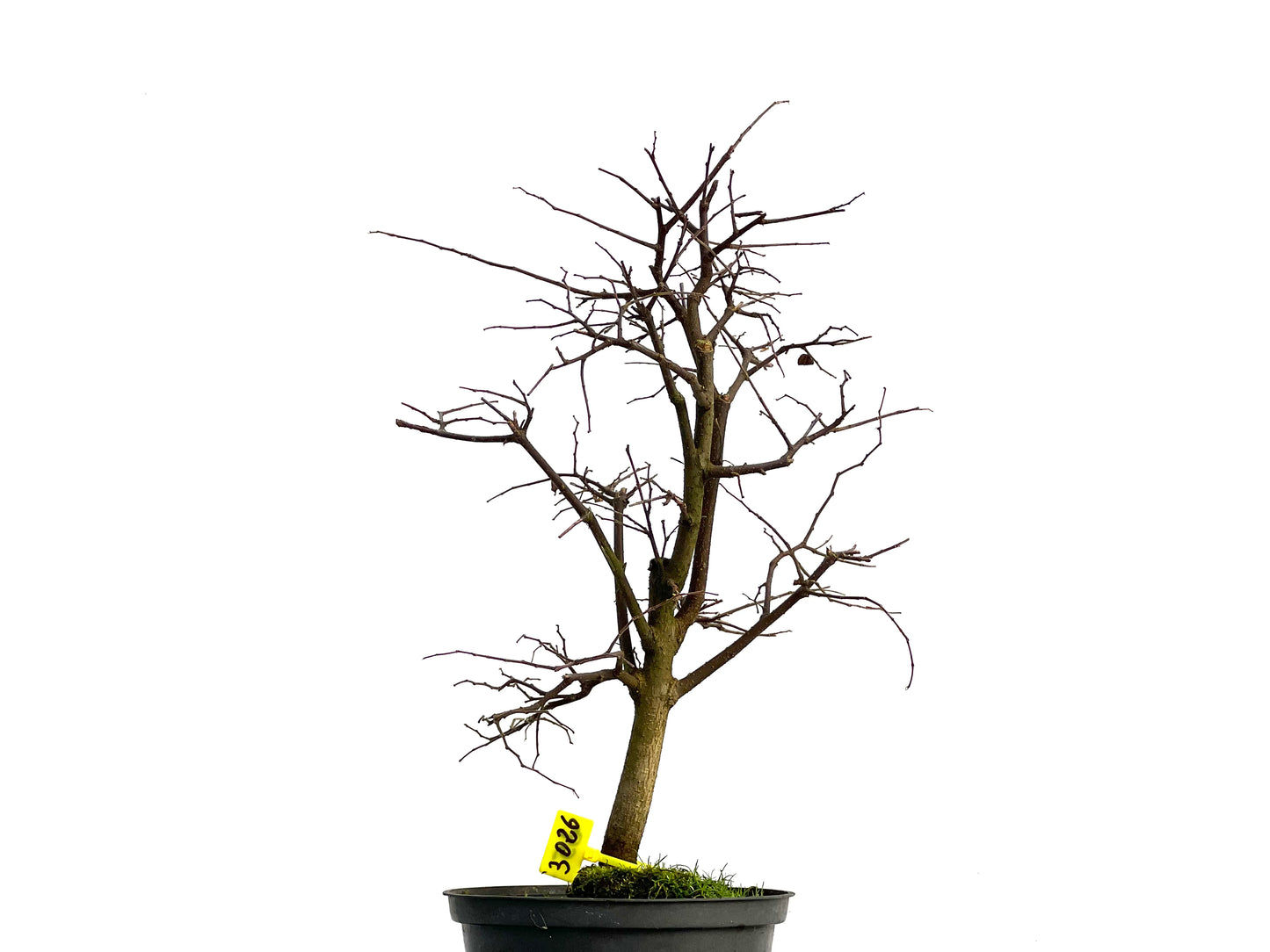 Celtis Australis 3026