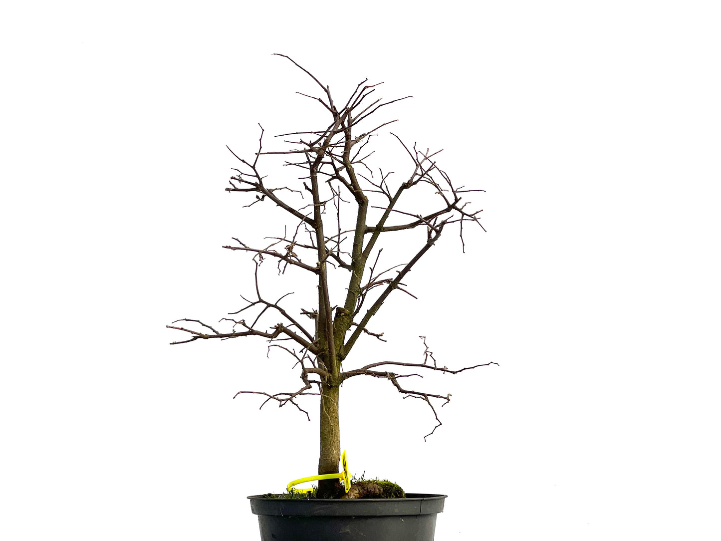 Celtis Australis 3026