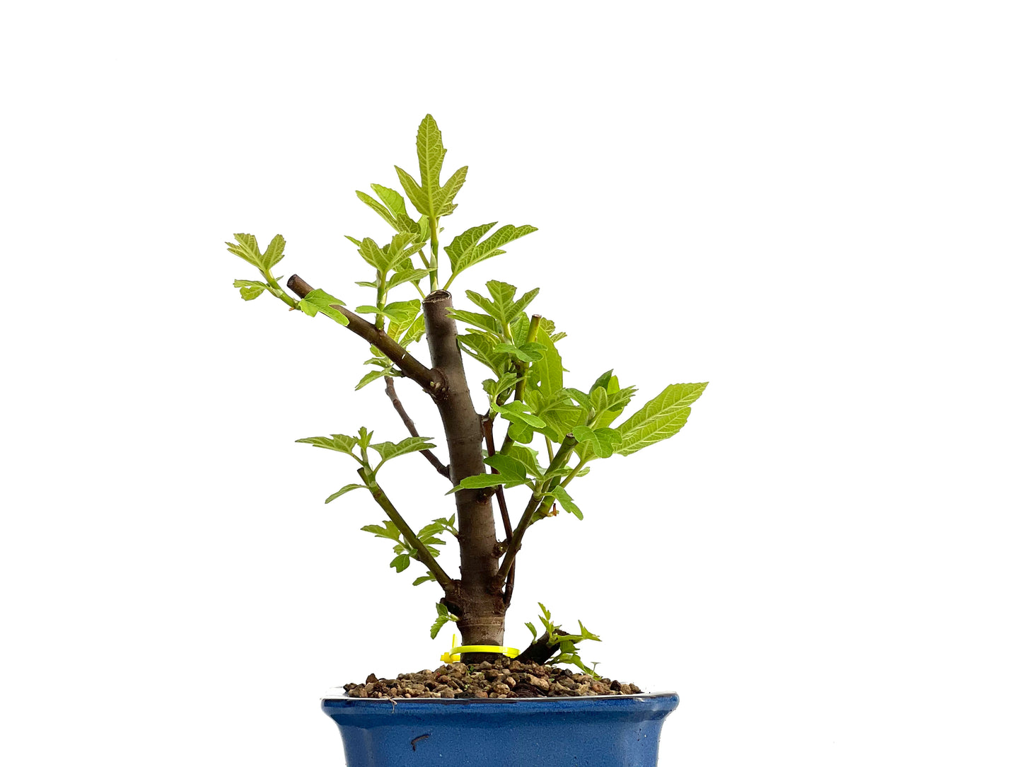 Ficus Carica 3031