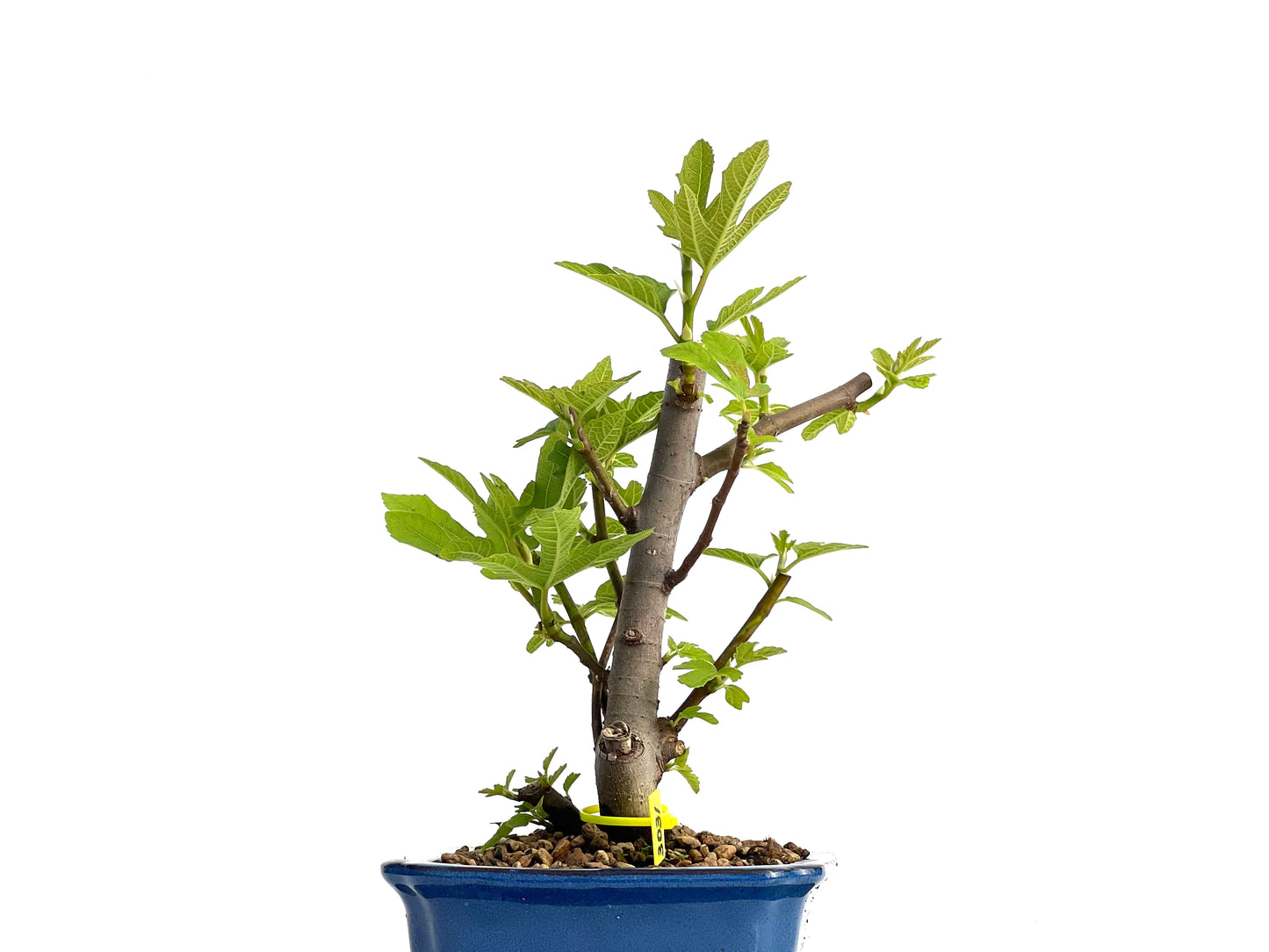 Ficus Carica 3031