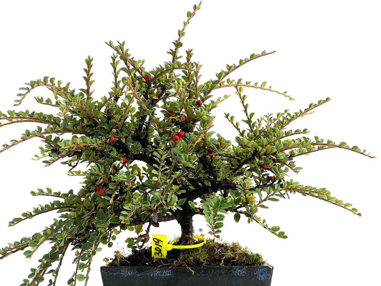 Cotoneaster Horizontalis 3019