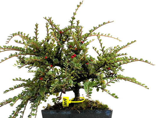 Cotoneaster Horizontalis 3019