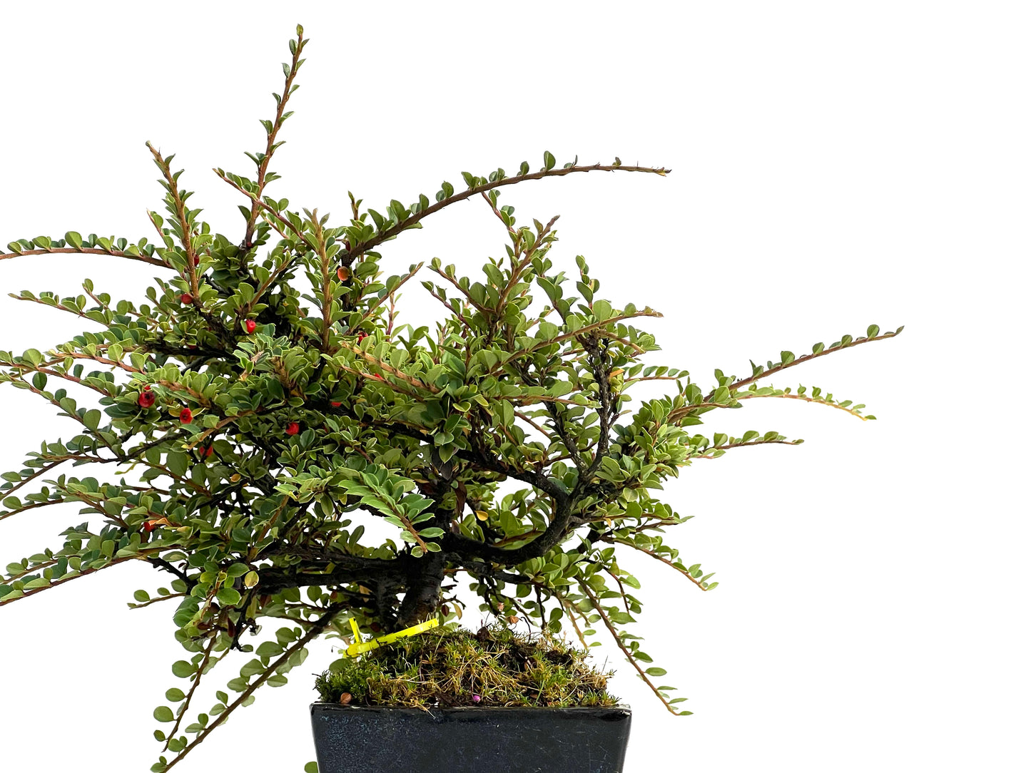 Cotoneaster Horizontalis 3019