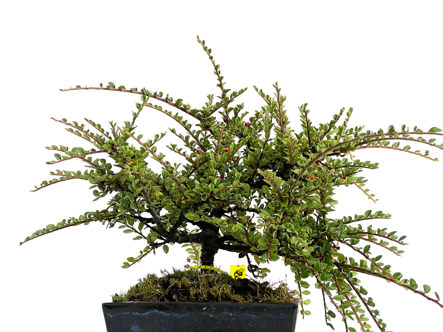 Cotoneaster Horizontalis 3019