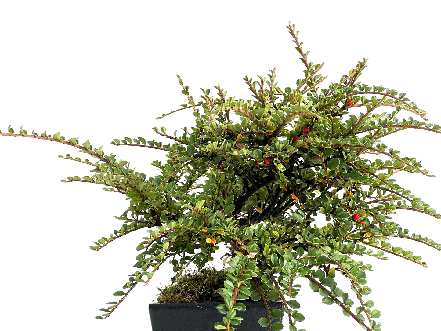 Cotoneaster Horizontalis 3019