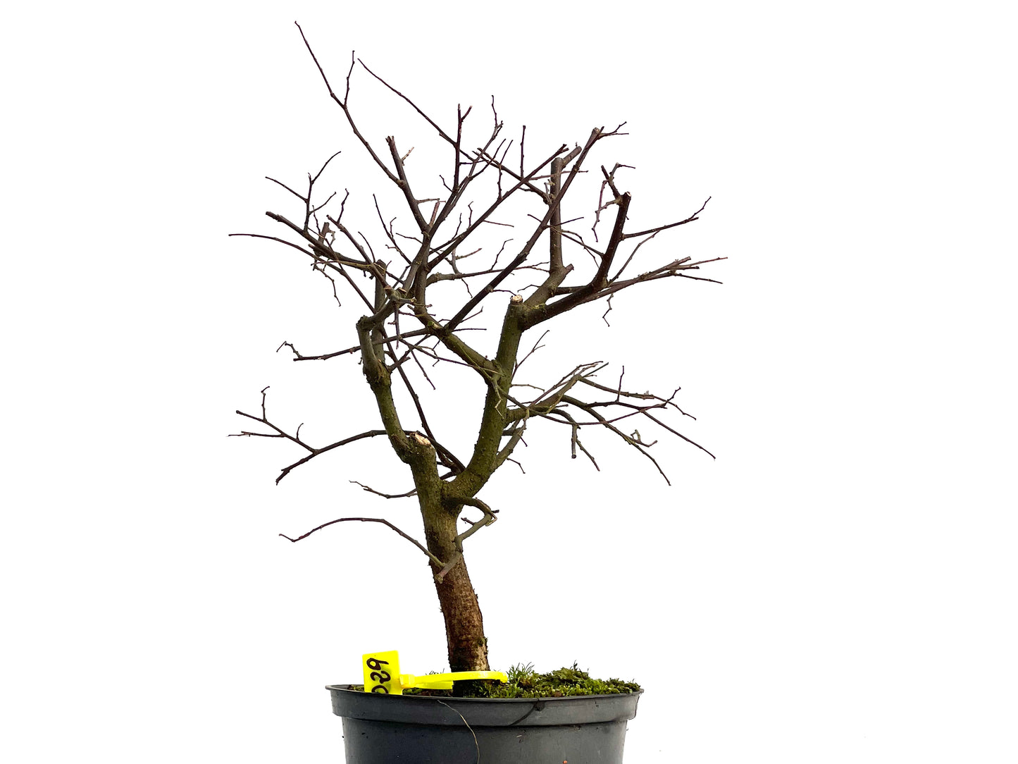 Celtis Australis 3029