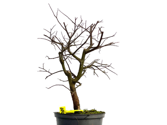 Celtis Australis 3029