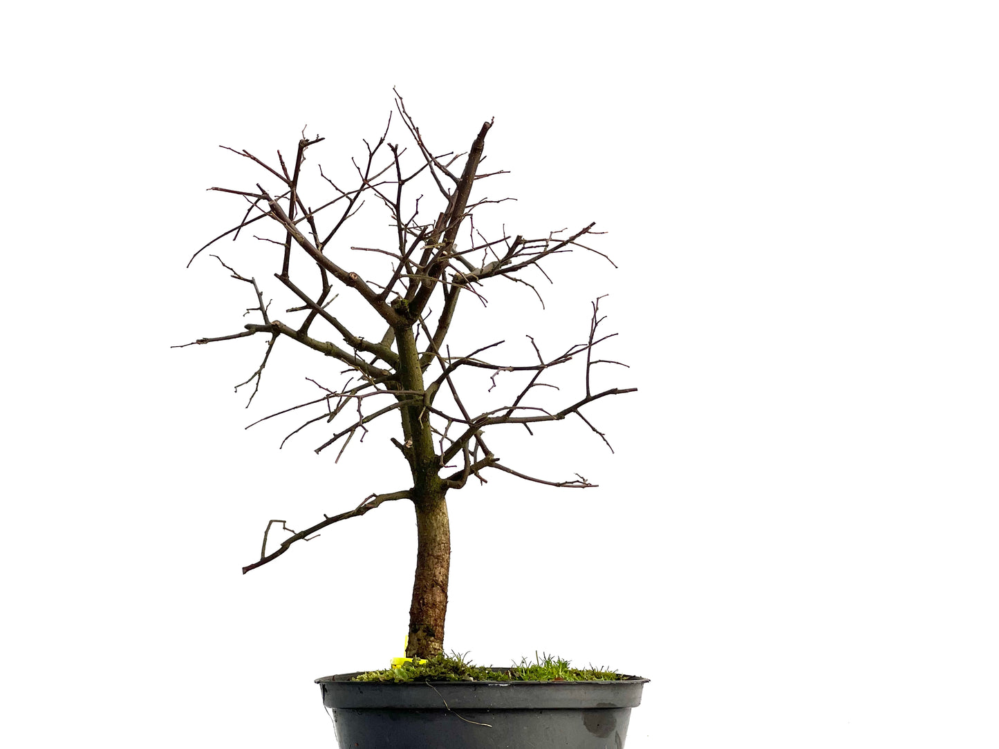 Celtis Australis 3029