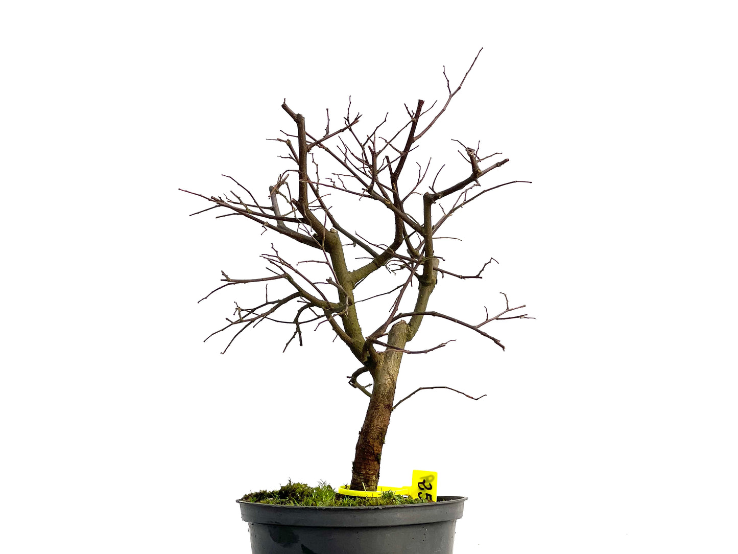 Celtis Australis 3029